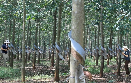 Tập đoàn cao su Việt Nam chào bán hơn 475 triệu cổ phiếu